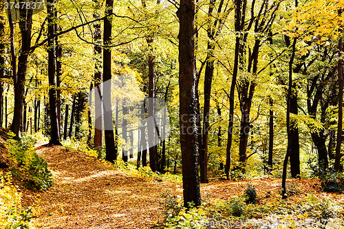 Image of Sunny way cross forest