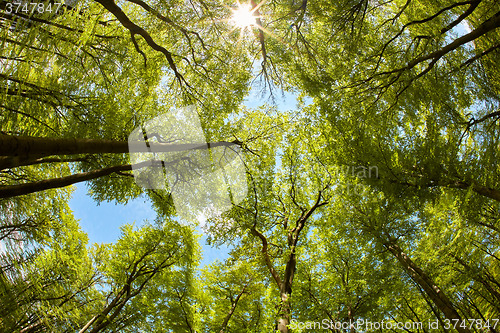 Image of Lush beech forest canopy