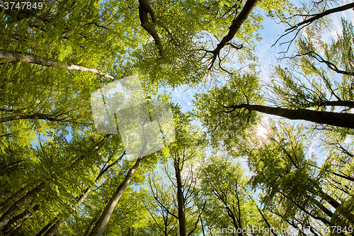 Image of Lush beech forest canopy