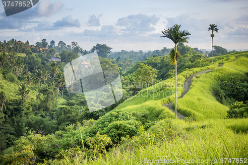 Image of Ubud Bali