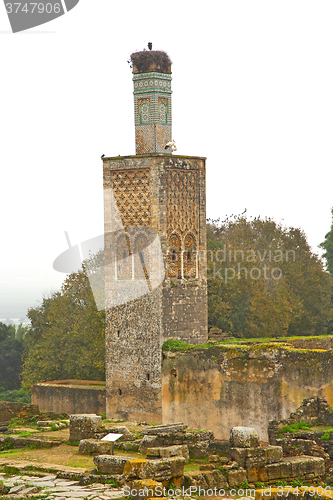 Image of chellah  in morocco africa the old bird