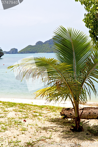 Image of  boat coastline of a  green lagoon and tree  palm