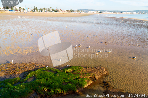 Image of abstract in  africa ocean wave    bird