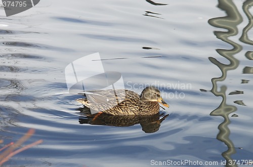 Image of Female mallard