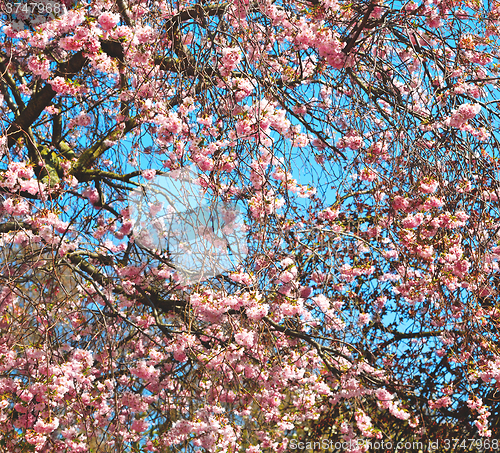 Image of in london park the pink tree and blossom flowers natural