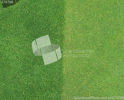 Image of Two grass textures (border of golf green)