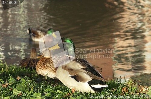 Image of Mallards