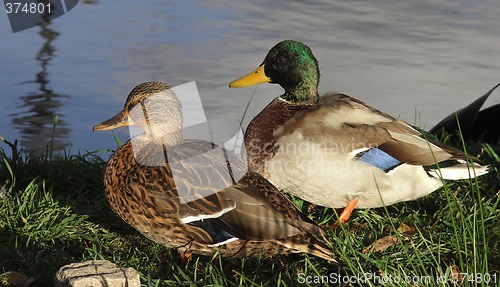 Image of Mallards