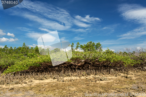 Image of mangrove tree North Sulawesi, Indonesia