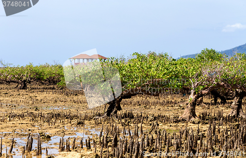 Image of mangrove tree North Sulawesi, Indonesia