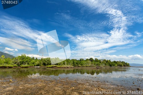 Image of mangrove tree North Sulawesi, Indonesia