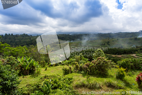 Image of Rice terraced paddy fields