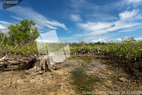 Image of mangrove tree North Sulawesi, Indonesia