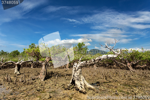 Image of mangrove tree North Sulawesi, Indonesia