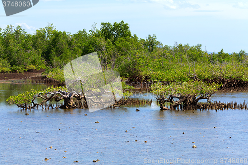 Image of mangrove tree North Sulawesi, Indonesia