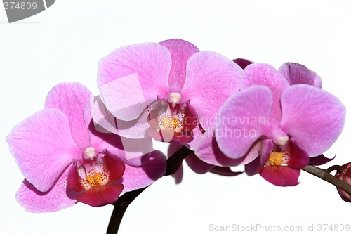 Image of Violet Phalaenopsis Orchid