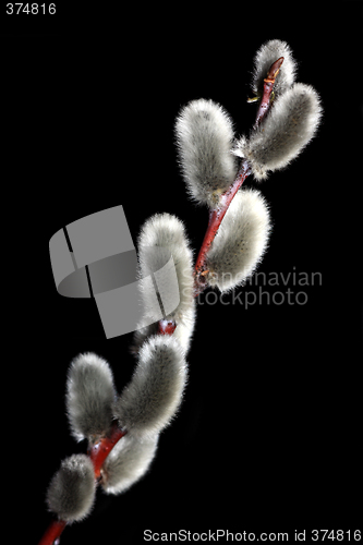 Image of Willow Twig