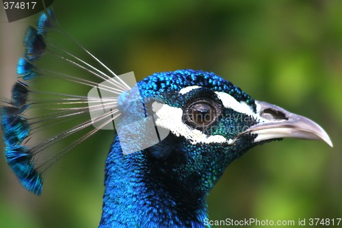 Image of Peacock