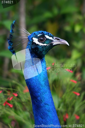 Image of Peacock