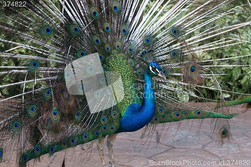 Image of Displaying Peacock