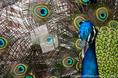 Image of Peacock