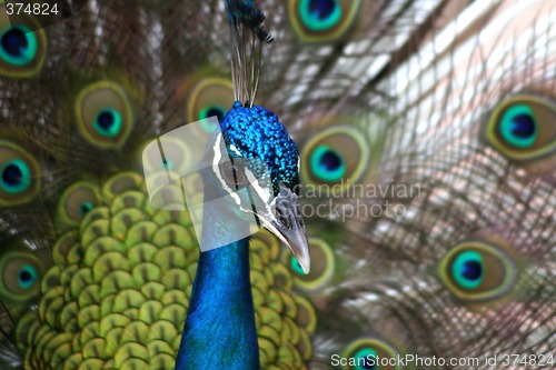 Image of Peacock
