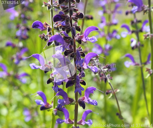 Image of Wild sage