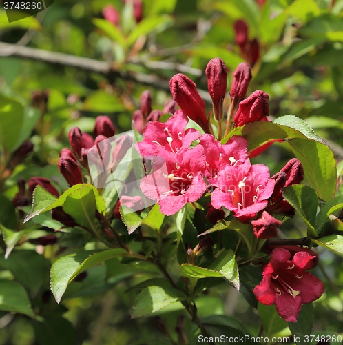 Image of Weigela.