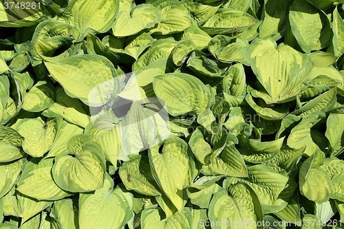 Image of Hosta.