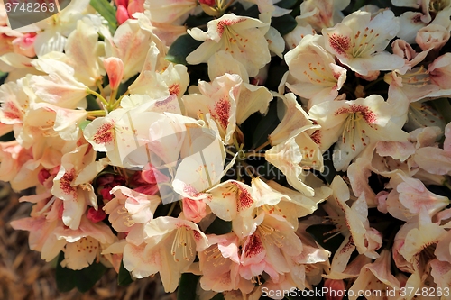 Image of Rhododendron Flower