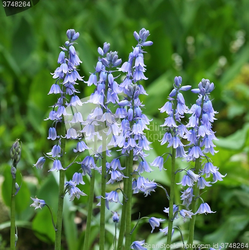 Image of Spanish bluebell