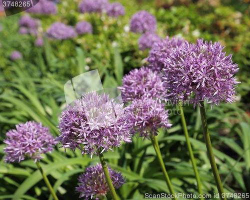 Image of Alium Giganteum