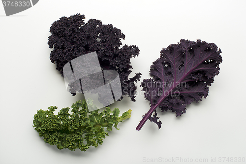 Image of Kale leaf