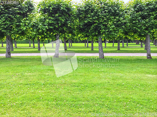 Image of Beautiful linden trees in the summer park