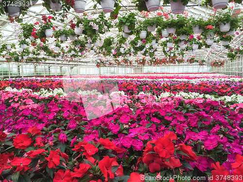 Image of Colorful variety of flowers in a garden center