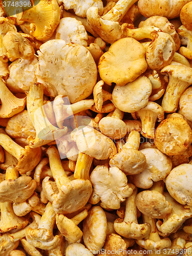 Image of Chanterelle mushrooms background