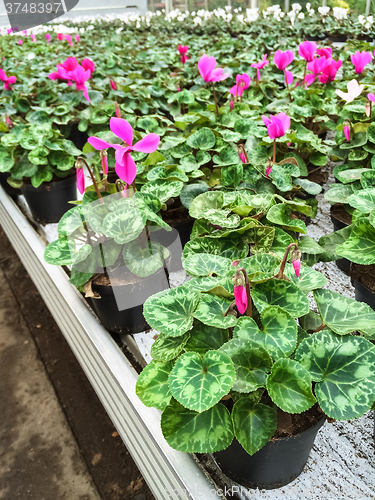 Image of Cyclamen flowers in a garden center