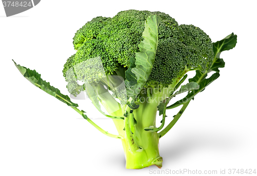 Image of Large inflorescences of fresh broccoli with leaves