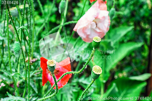 Image of Summer lawn with flowers