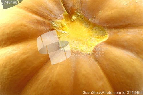 Image of tasty vegetable pumpkin 