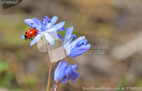 Image of Ladybug sitting on a spring flower