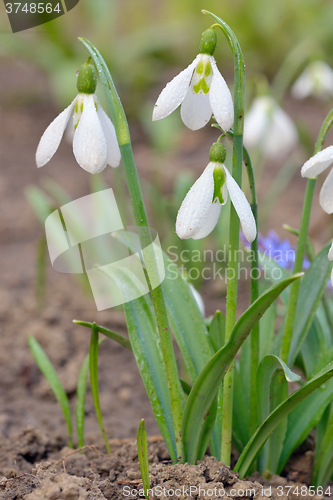 Image of spring flowers snowdrops