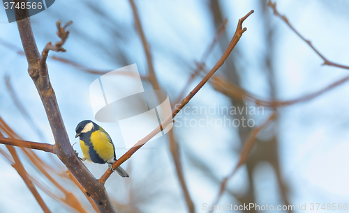 Image of Great Tit (Parus major) 