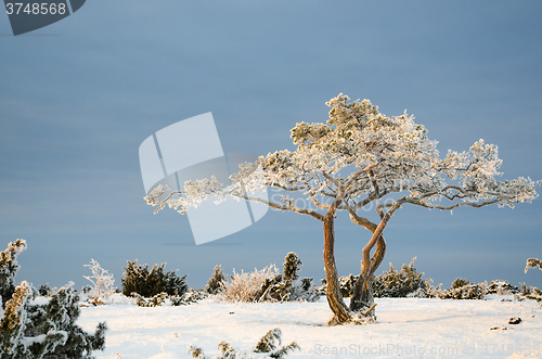 Image of Frosty pine tree in a winter landscape