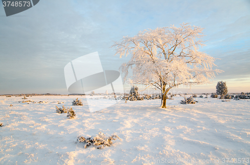 Image of Winter morning with a frosty tree