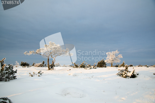 Image of Winter view with frosty trees in a plain landscape