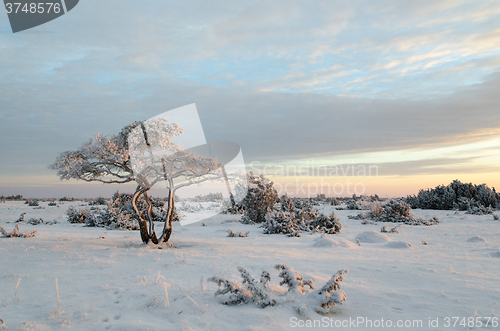 Image of Lone snowy pine tree