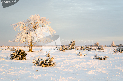 Image of Frosty solitude tree in the first morning sunshine