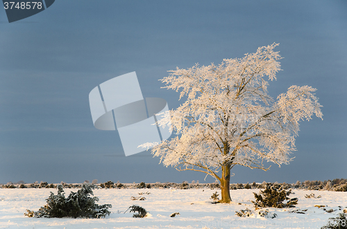 Image of Big solitude elm tree in a winter landscape