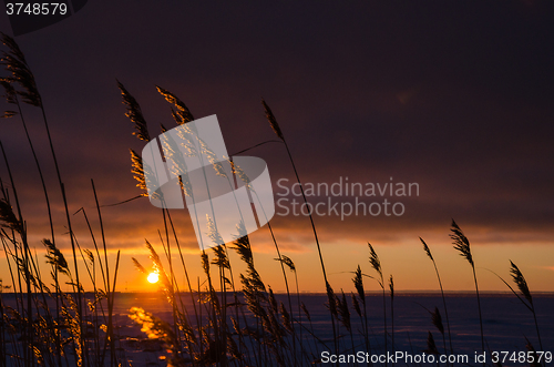 Image of Reeds by sunset